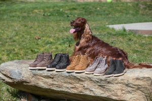 Photo of an Irish Setter dog laying with 5 pairs of Irish Setter Setter Fifty casual boots